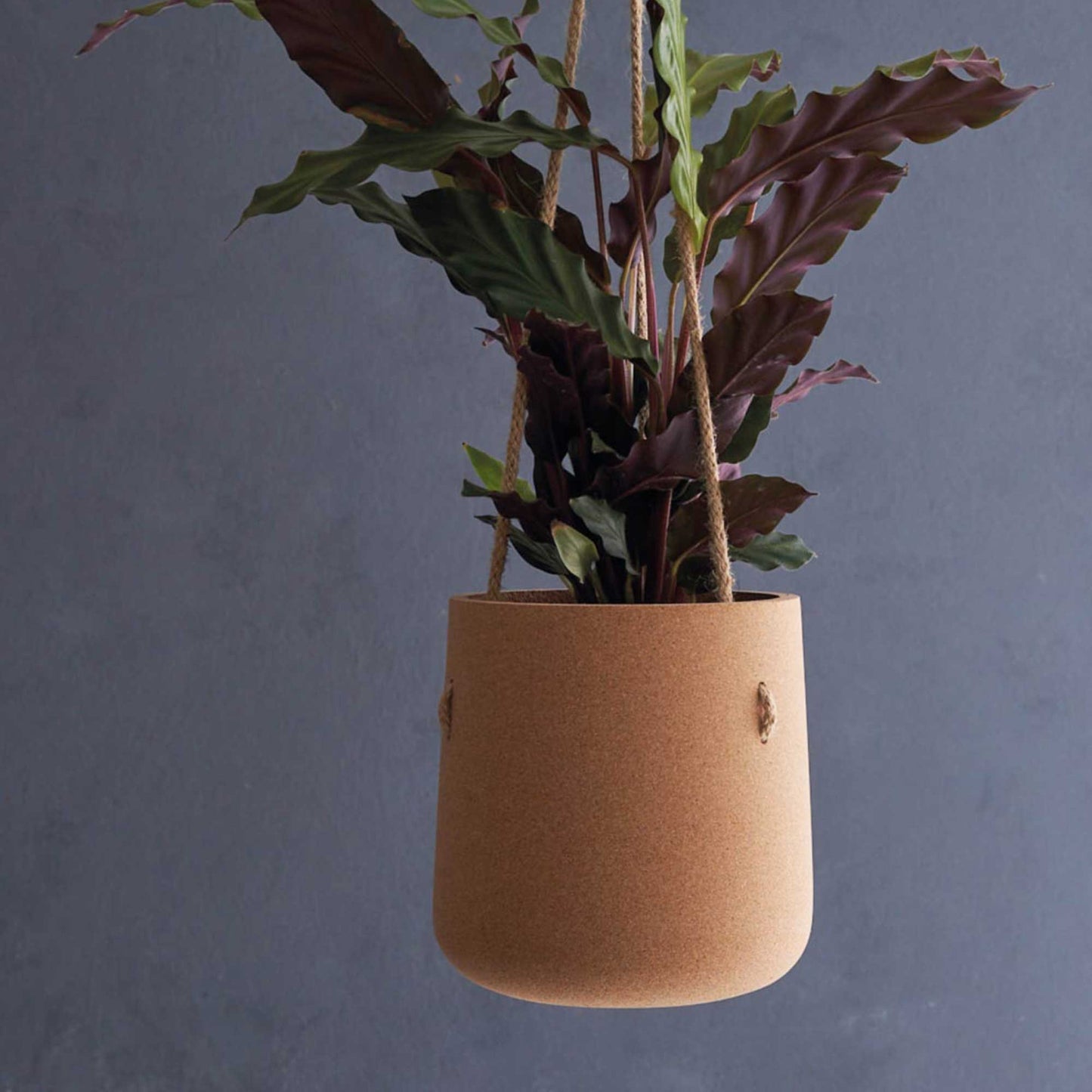 Atlas Cork Hanging Planter