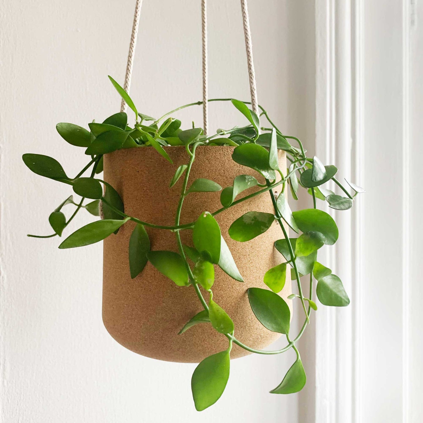 Atlas Cork Hanging Planter