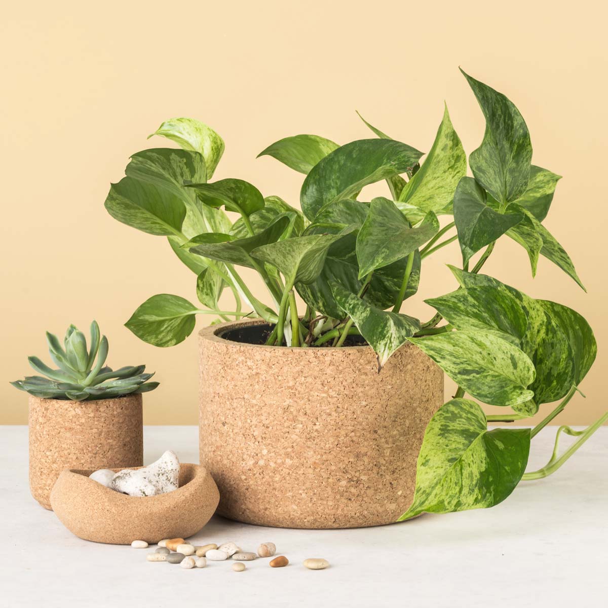 Aurora Cork Planter