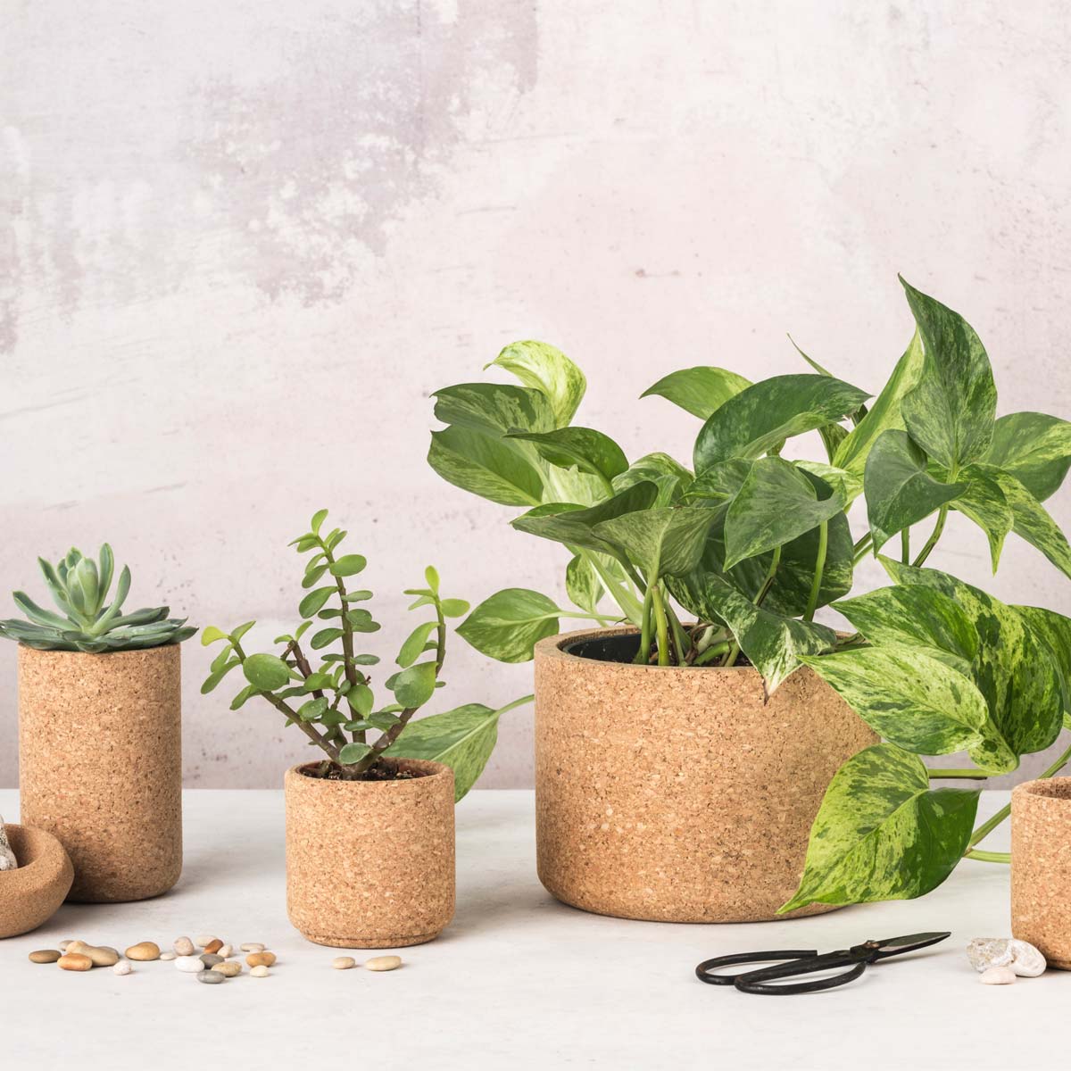 Aurora Cork Planter