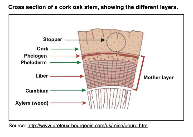 Cork Kernel Why is Cork Sustainable? – mindthecork